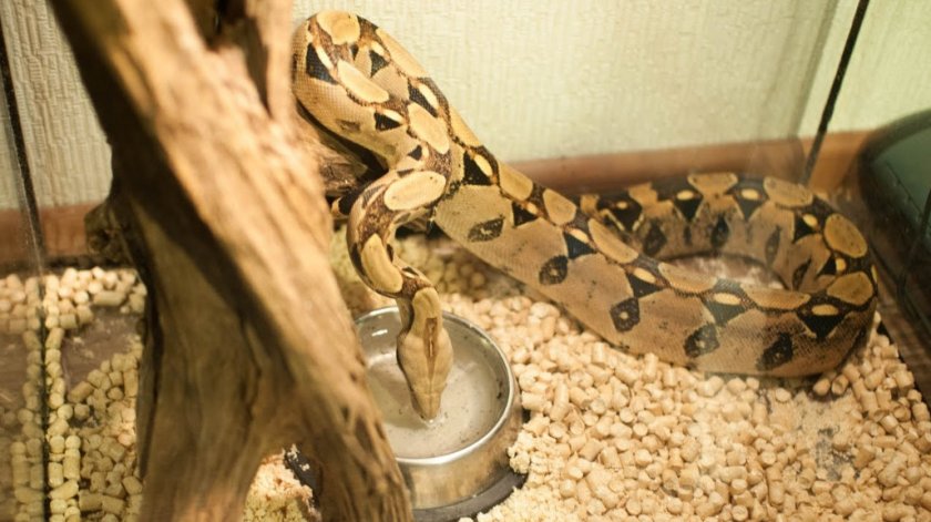 Императорский удав