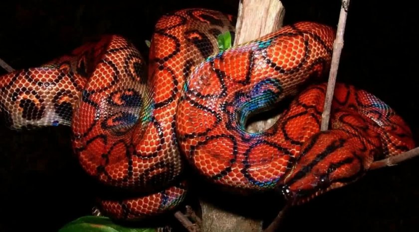 Радужный удав