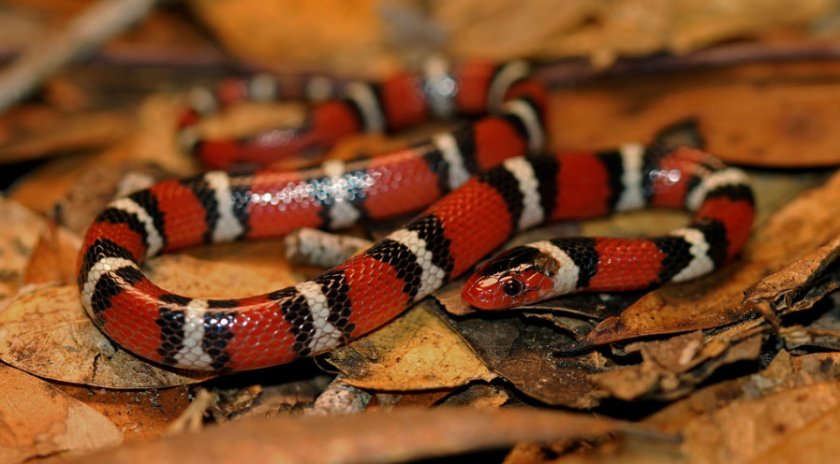 Гондурасская молочная змея