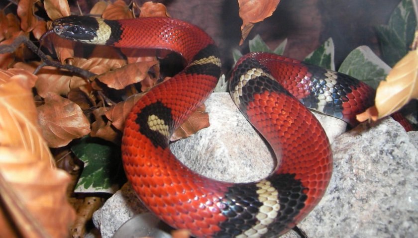 Синалойская молочная змея