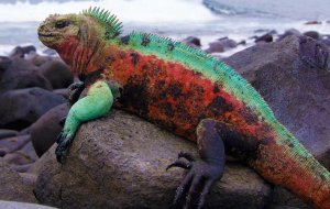 Морская игуана