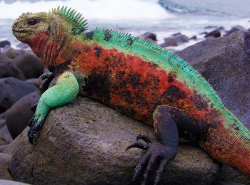 Морские игуаны: уникальные животные Галапагосских островов