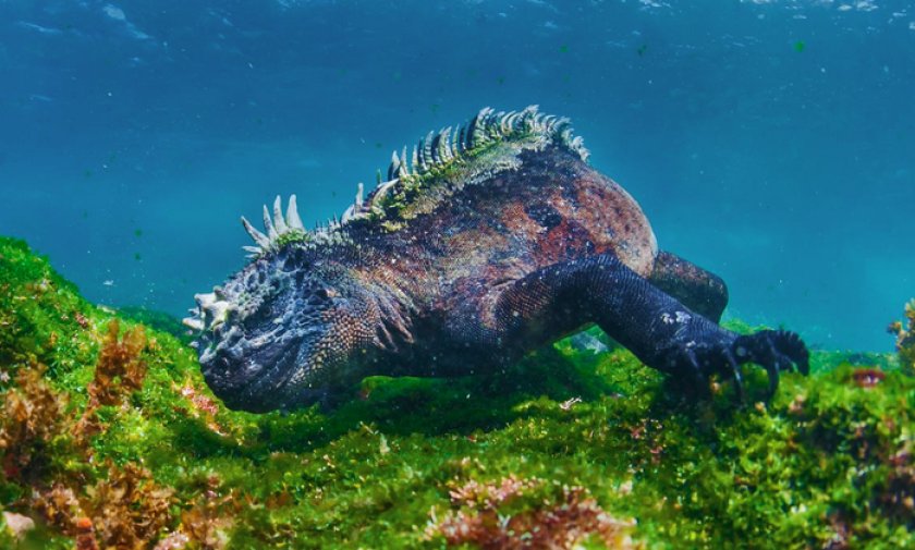 Морская игуана кушает Морская игуана кушает