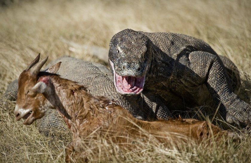 Охота варана