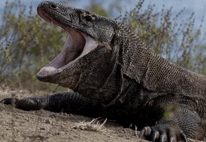 Комодский варан