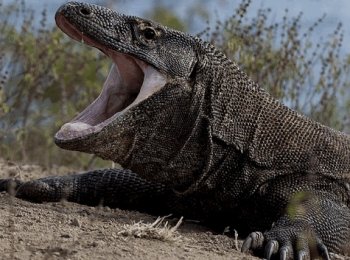 Комодский, или гигантский индонезийский варан: описание, размеры, опасность для человека
