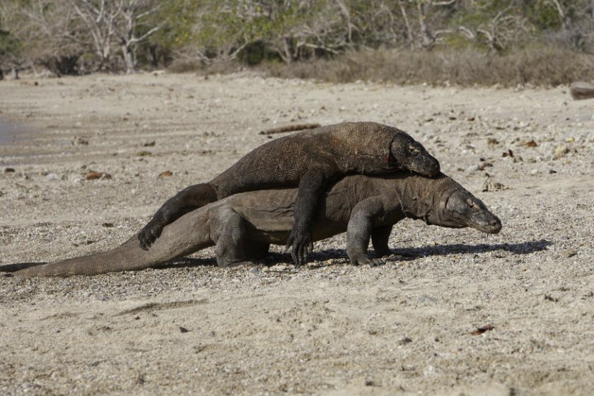 Размножение варанов