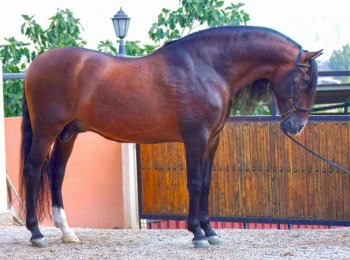 Андалузская порода лошадей