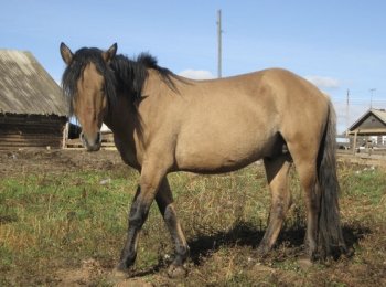 Вятская порода лошадей: характеристика, особенности содержания