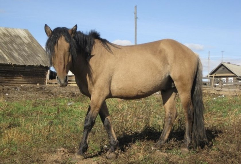 Вятская лошадь