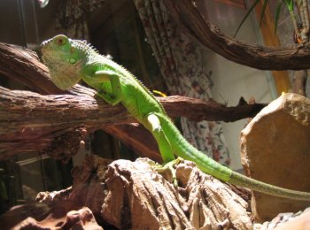 Как сделать террариум для игуаны своими руками