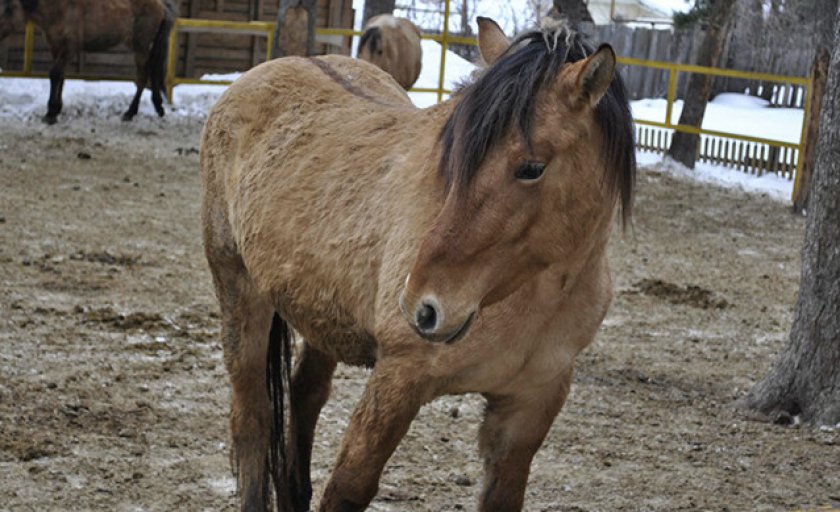 Вятская порода лошадей