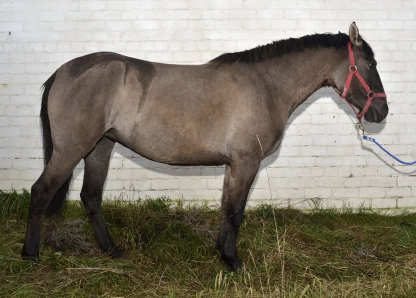 Вятская лошадь: фото и описание породы, разведение