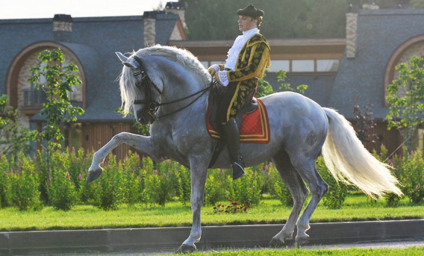 Лошадь андалузской породы