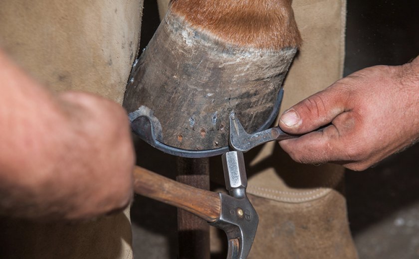 Подковка лошади