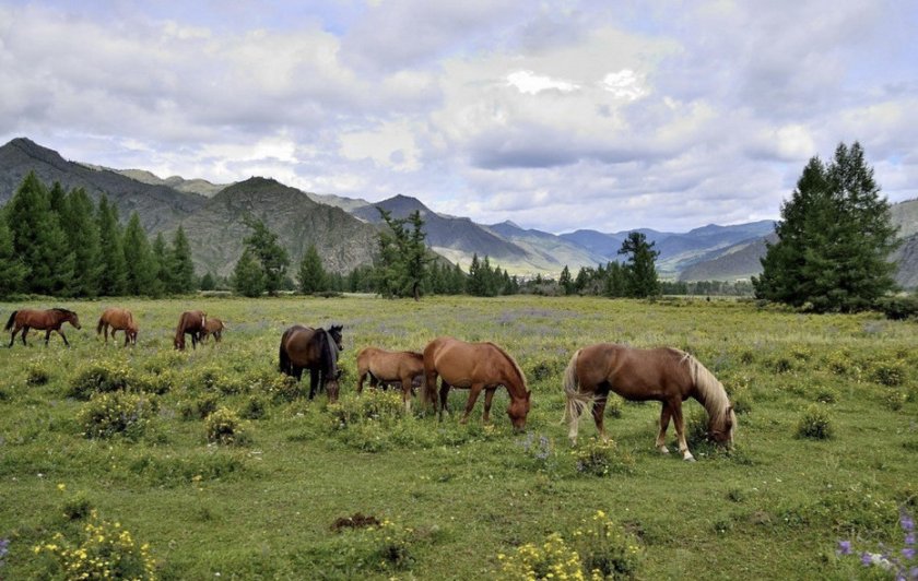 Лошади на пастбище
