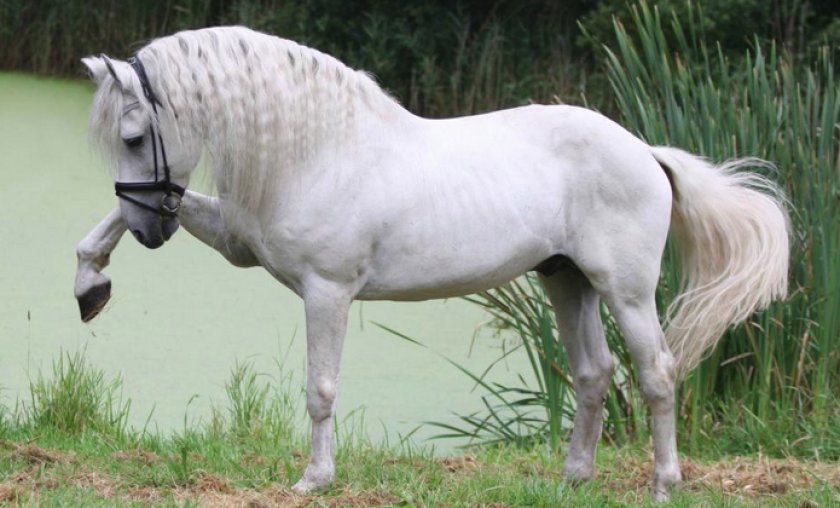 Лошадь андалузской породы