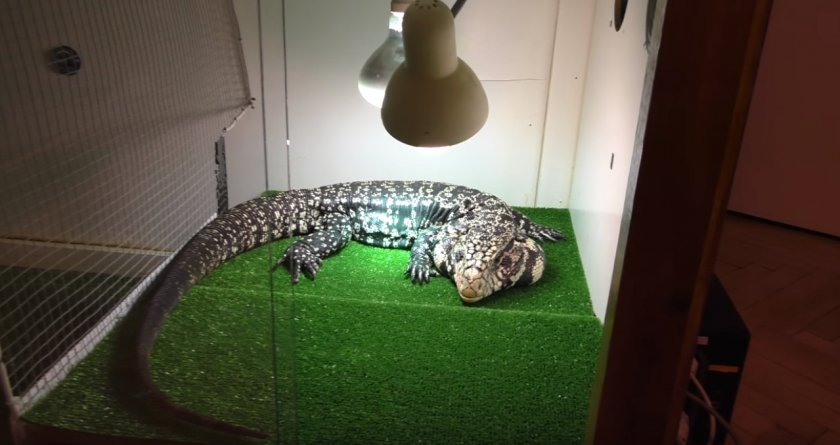 Террариум для игуаны своими руками