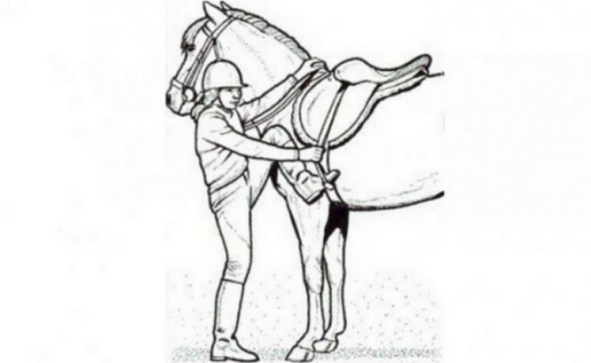 Оседлание лошади Оседлание лошади