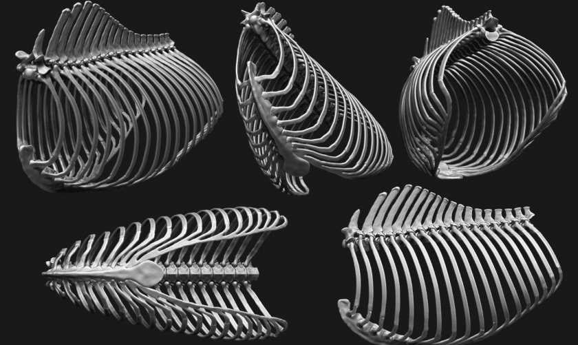 Грудная клетка