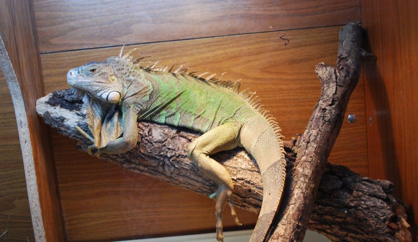 Террариум для игуаны