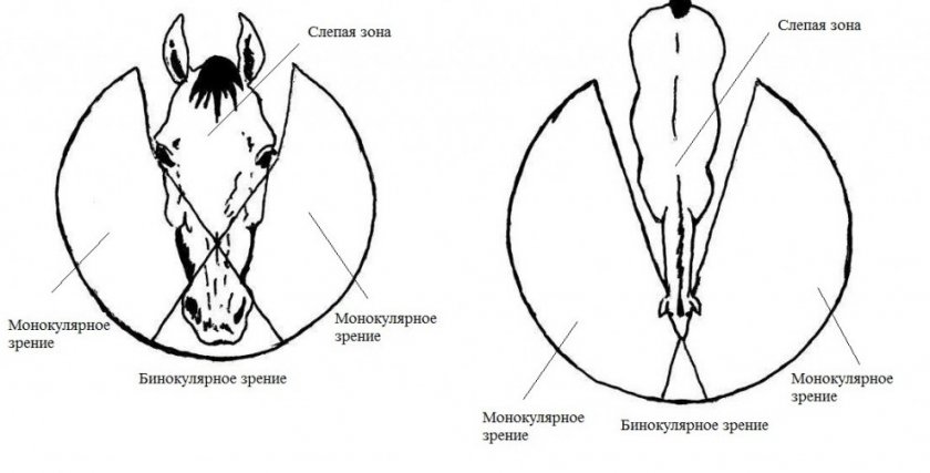 Зрение лошади