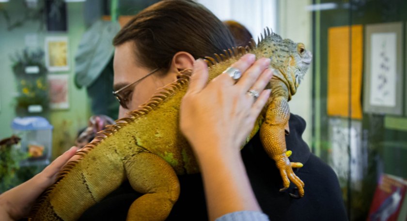 Игуана на руках