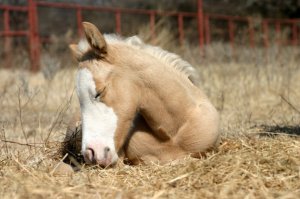 Лошадь спит