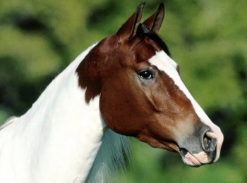 Как назвать лошадь: красивые клички для мальчика и девочки