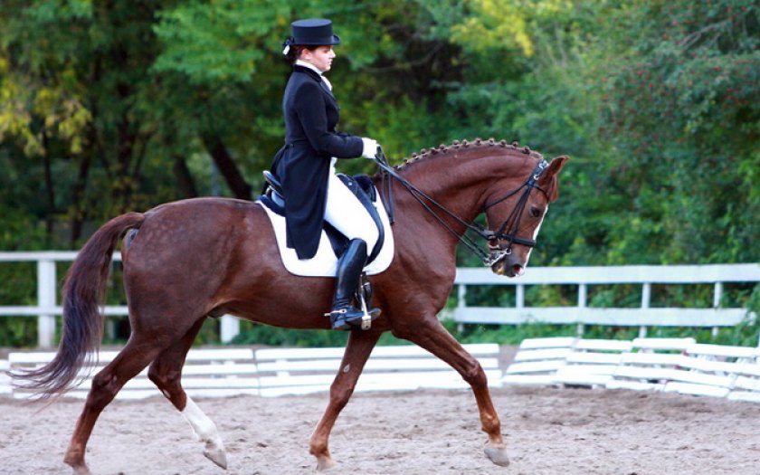 Лошадь бегает