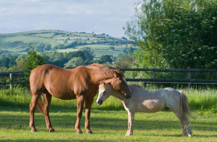 Как спят лошади