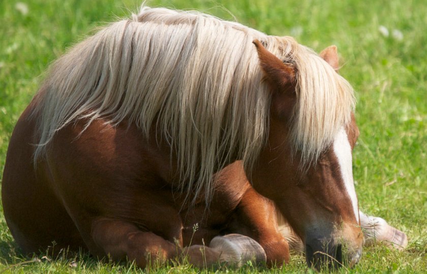 Как спят лошади Как спят лошади