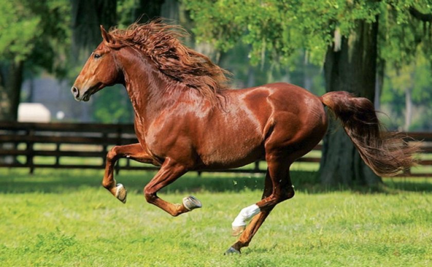 Бег галопом