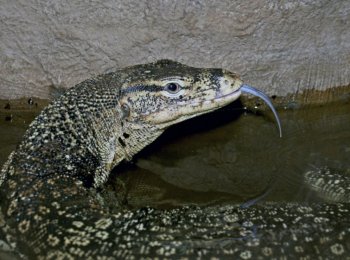 Полосатый, или водяной варан: характеристика, содержание и уход