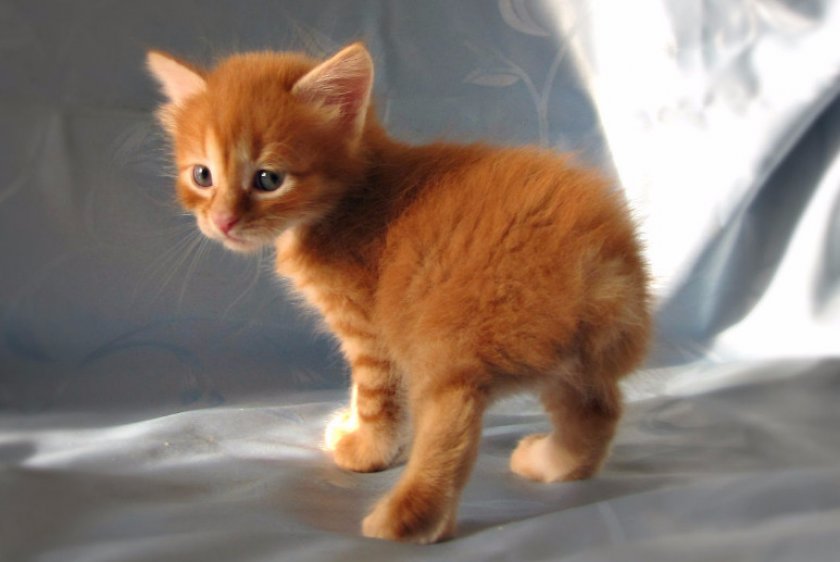 Выбор котенка