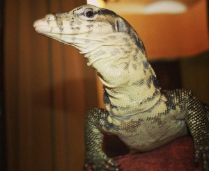 Полосатый варан