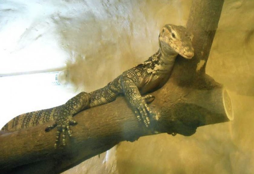 Варан в террариуме