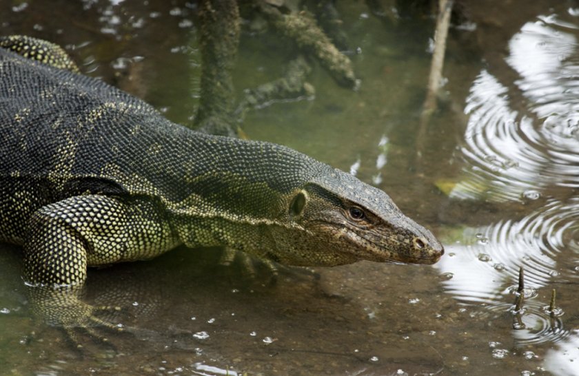 Водяной варан