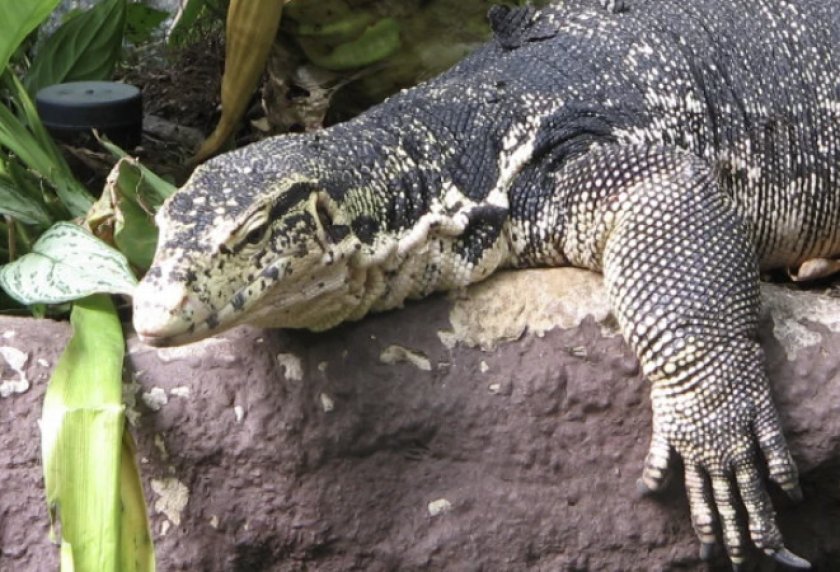 Варан полосатый