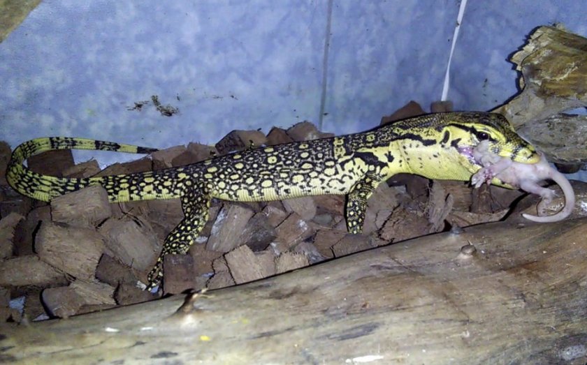 Питание варана