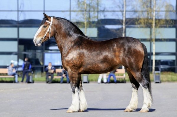 Породы лошадей тяжеловозов: описание, вес, содержание и фото