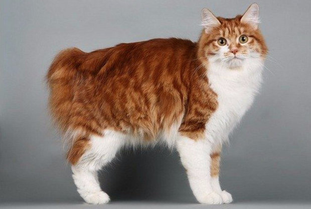 Длинношерстные Длинношерстные
