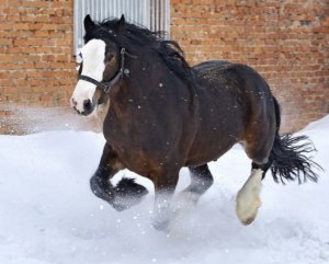 Владимирский тяжеловоз: описание лошади, особенности уход и содержание породы