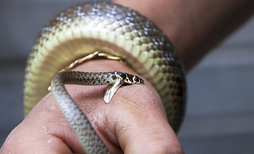 Укус змеи Укус змеи