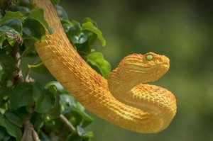 Змеи Все Виды Фото И Названия