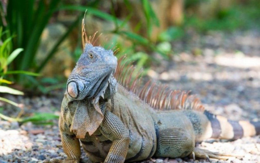 Игуана