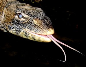 Нильский варан Нильский варан