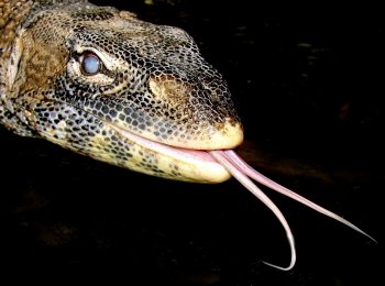 Нильский варан: характеристика, содержание в домашних условиях