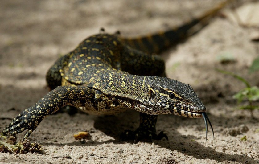 Нильский варан Нильский варан