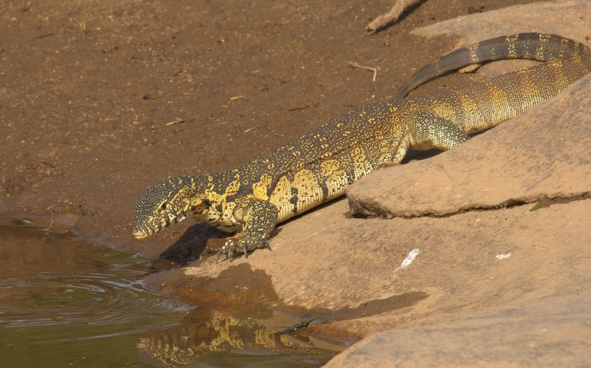 Нильский варан Нильский варан